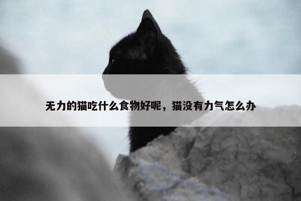 无力的猫吃什么食物好呢，猫没有力气怎么办