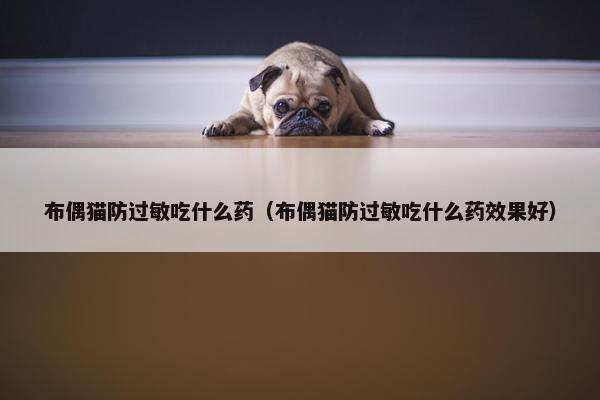 布偶猫防过敏吃什么药（布偶猫防过敏吃什么药效果好）