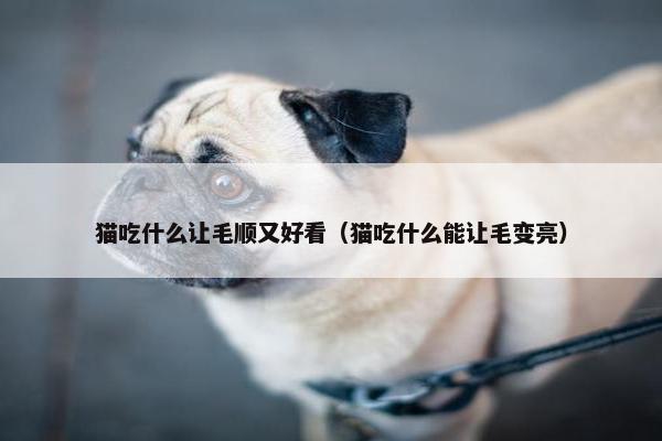 猫吃什么让毛顺又好看（猫吃什么能让毛变亮）