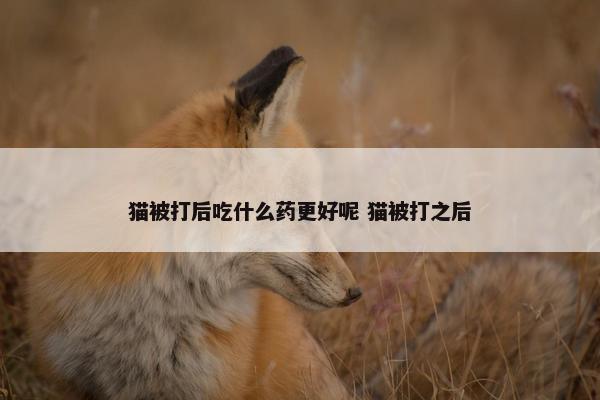 猫被打后吃什么药更好呢 猫被打之后