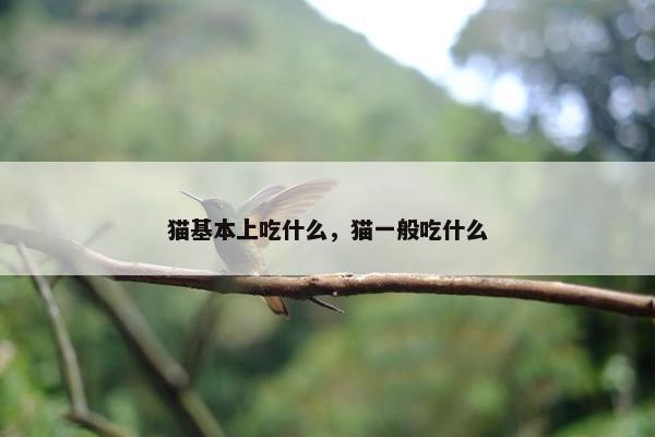 猫基本上吃什么，猫一般吃什么