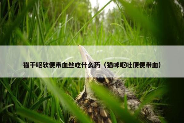 猫干呕软便带血丝吃什么药（猫咪呕吐便便带血）