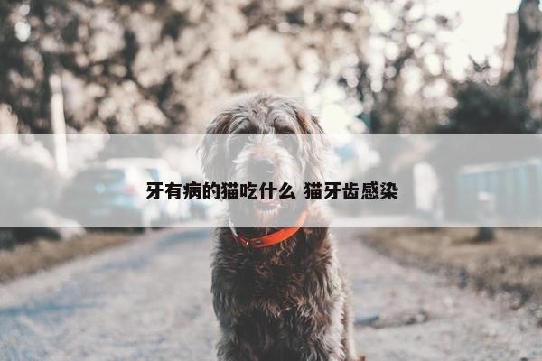 牙有病的猫吃什么 猫牙齿感染