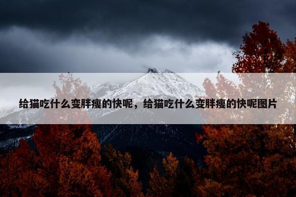 给猫吃什么变胖瘦的快呢，给猫吃什么变胖瘦的快呢图片