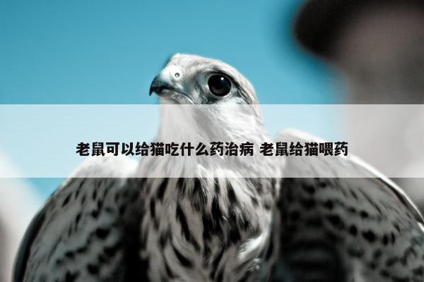 老鼠可以给猫吃什么药治病 老鼠给猫喂药