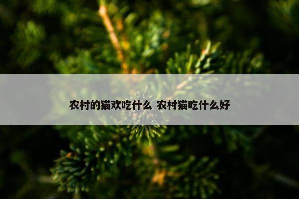 农村的猫欢吃什么 农村猫吃什么好