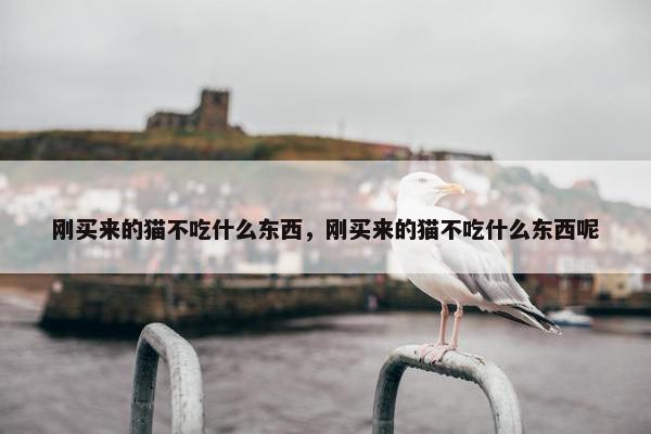 刚买来的猫不吃什么东西，刚买来的猫不吃什么东西呢