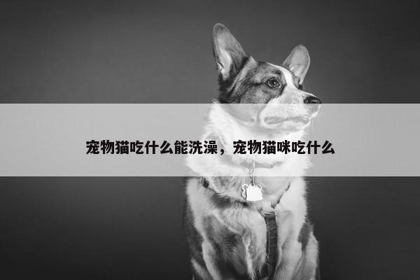 宠物猫吃什么能洗澡，宠物猫咪吃什么