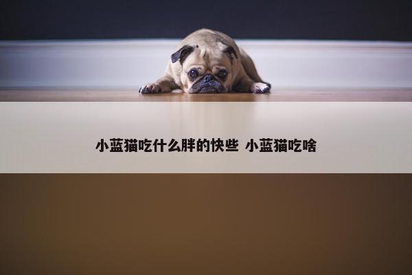 小蓝猫吃什么胖的快些 小蓝猫吃啥