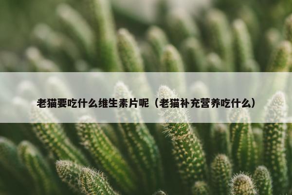 老猫要吃什么维生素片呢（老猫补充营养吃什么）