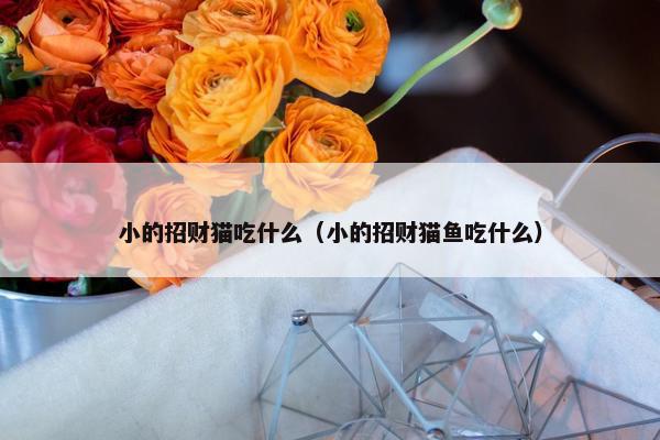 小的招财猫吃什么（小的招财猫鱼吃什么）