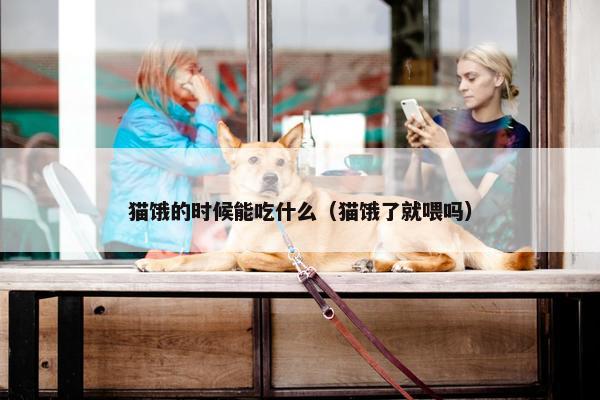 猫饿的时候能吃什么（猫饿了就喂吗）