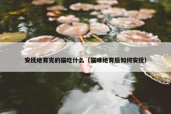 安抚绝育完的猫吃什么（猫咪绝育后如何安抚）