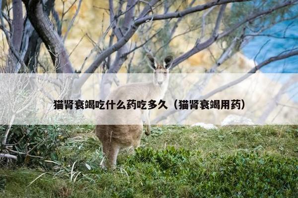 猫肾衰竭吃什么药吃多久（猫肾衰竭用药）