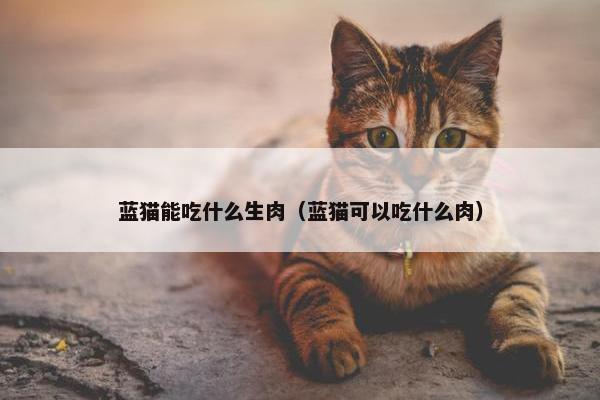 蓝猫能吃什么生肉（蓝猫可以吃什么肉）