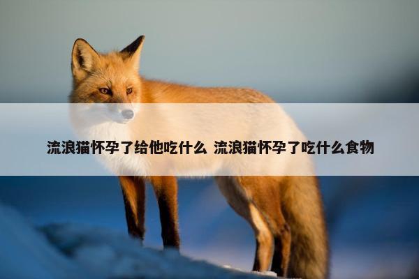 流浪猫怀孕了给他吃什么 流浪猫怀孕了吃什么食物