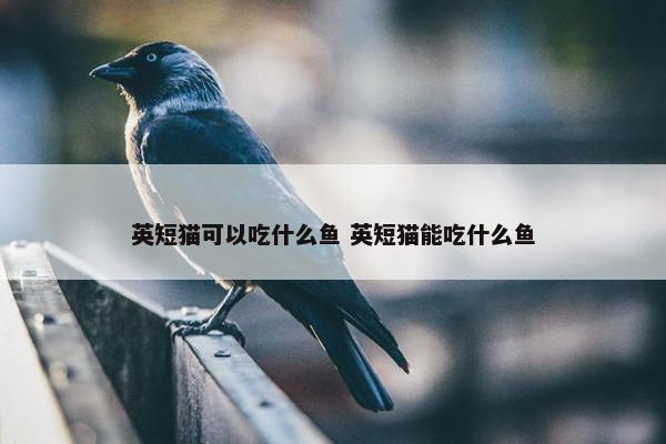 英短猫可以吃什么鱼 英短猫能吃什么鱼