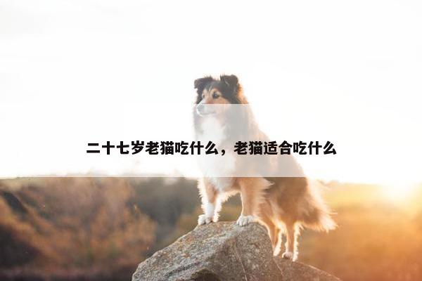 二十七岁老猫吃什么，老猫适合吃什么