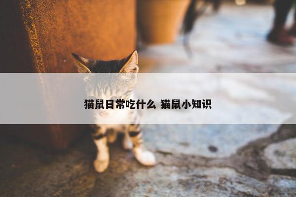 猫鼠日常吃什么 猫鼠小知识