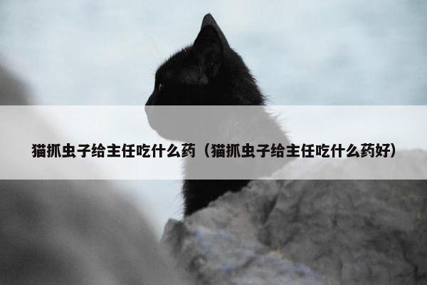 猫抓虫子给主任吃什么药（猫抓虫子给主任吃什么药好）