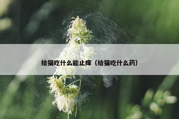 给猫吃什么能止痒（给猫吃什么药）