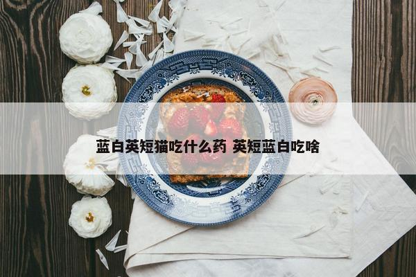 蓝白英短猫吃什么药 英短蓝白吃啥