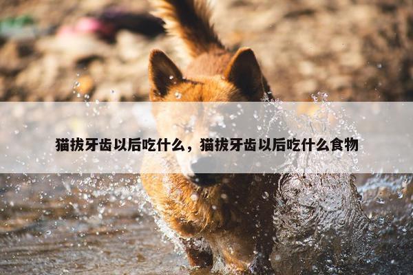 猫拔牙齿以后吃什么，猫拔牙齿以后吃什么食物