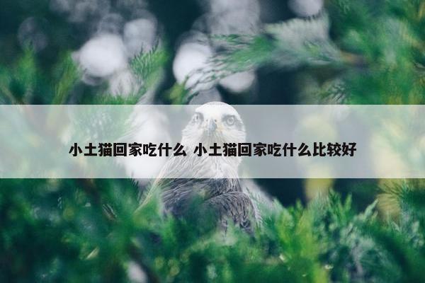 小土猫回家吃什么 小土猫回家吃什么比较好