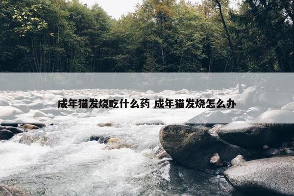 成年猫发烧吃什么药 成年猫发烧怎么办