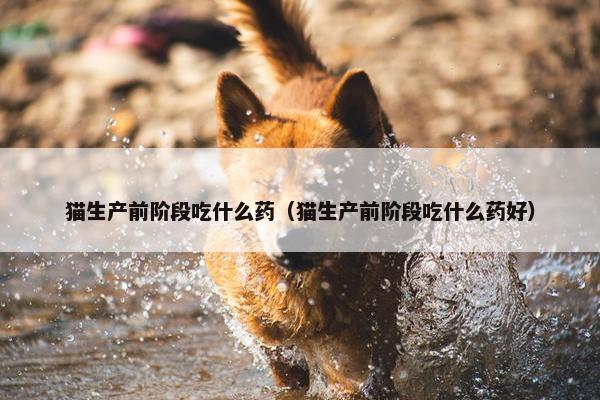 猫生产前阶段吃什么药（猫生产前阶段吃什么药好）