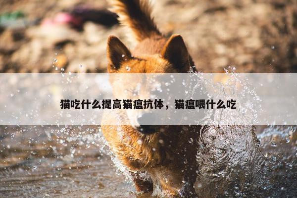 猫吃什么提高猫瘟抗体，猫瘟喂什么吃