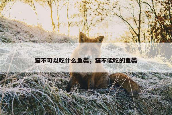 猫不可以吃什么鱼类，猫不能吃的鱼类