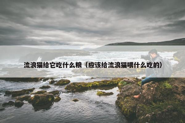 流浪猫给它吃什么粮（应该给流浪猫喂什么吃的）