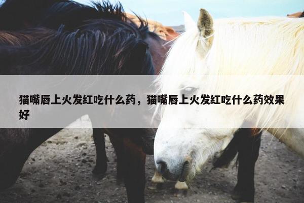 猫嘴唇上火发红吃什么药，猫嘴唇上火发红吃什么药效果好