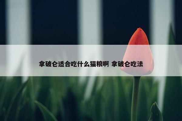 拿破仑适合吃什么猫粮啊 拿破仑吃法