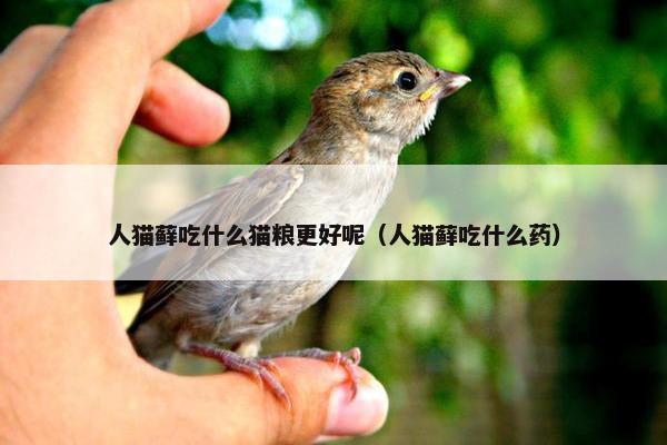 人猫藓吃什么猫粮更好呢（人猫藓吃什么药）