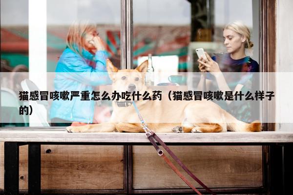 猫感冒咳嗽严重怎么办吃什么药（猫感冒咳嗽是什么样子的）