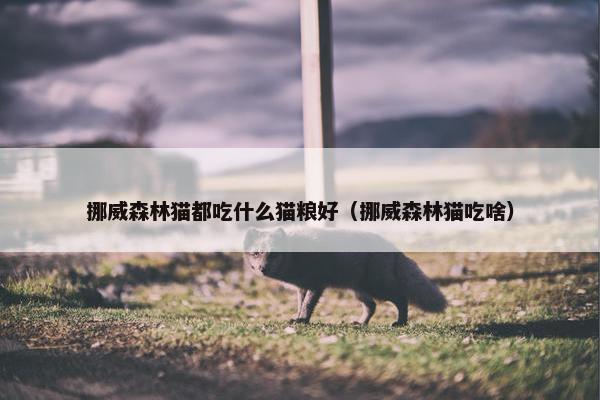 挪威森林猫都吃什么猫粮好（挪威森林猫吃啥）