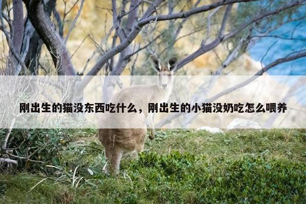 刚出生的猫没东西吃什么，刚出生的小猫没奶吃怎么喂养