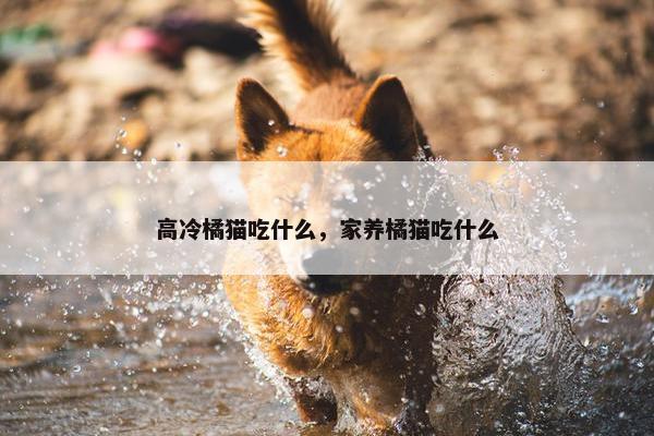 高冷橘猫吃什么，家养橘猫吃什么