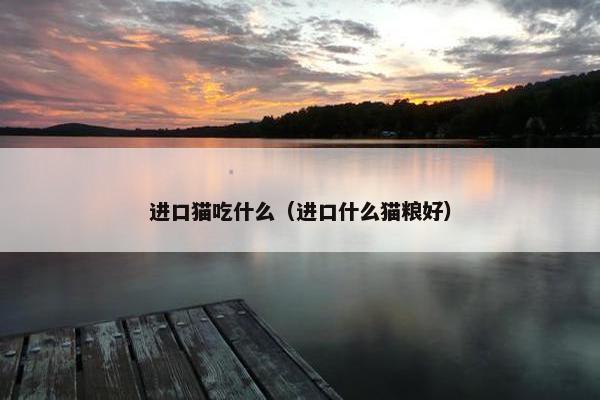 进口猫吃什么（进口什么猫粮好）