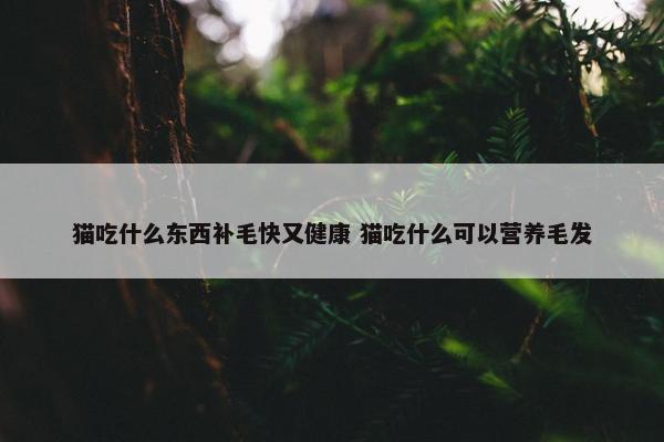 猫吃什么东西补毛快又健康 猫吃什么可以营养毛发