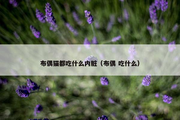 布偶猫都吃什么内脏（布偶 吃什么）