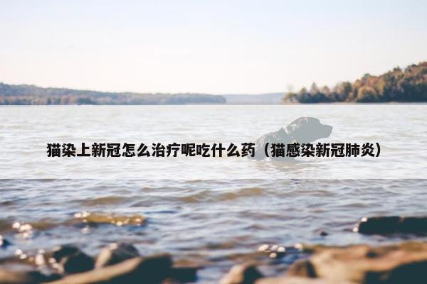 猫染上新冠怎么治疗呢吃什么药（猫感染新冠肺炎）