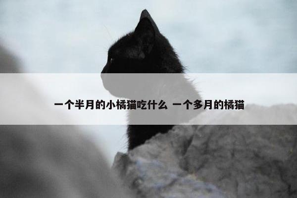 一个半月的小橘猫吃什么 一个多月的橘猫