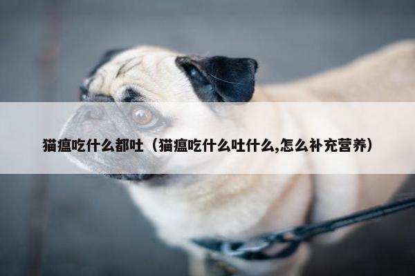 猫瘟吃什么都吐（猫瘟吃什么吐什么,怎么补充营养）