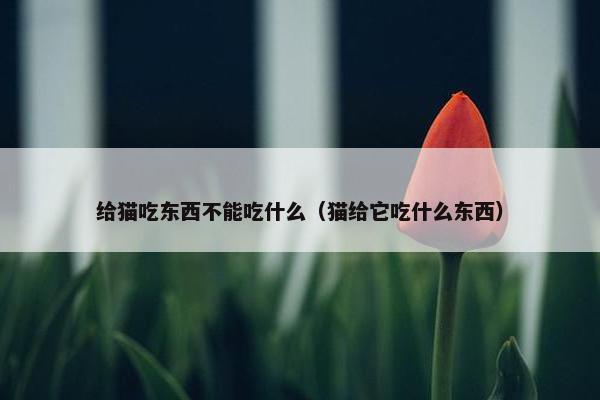 给猫吃东西不能吃什么（猫给它吃什么东西）