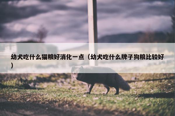 幼犬吃什么猫粮好消化一点（幼犬吃什么牌子狗粮比较好）