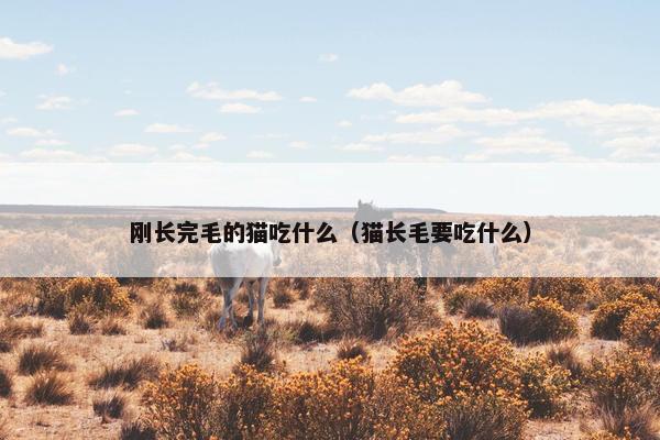 刚长完毛的猫吃什么（猫长毛要吃什么）