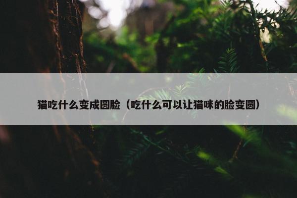 猫吃什么变成圆脸（吃什么可以让猫咪的脸变圆）